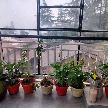 Tree Valley Homestay Chail Dış mekan fotoğraf