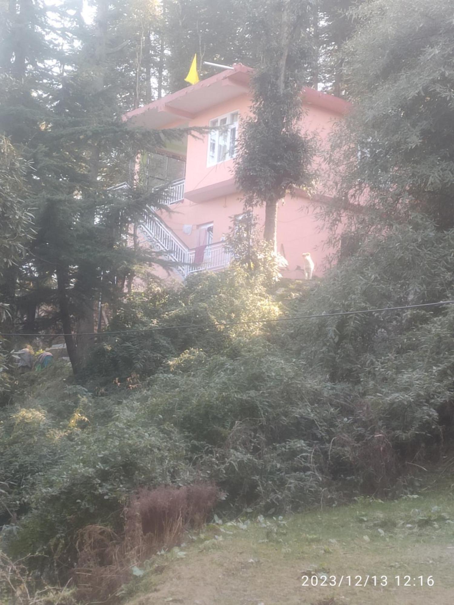 Tree Valley Homestay Chail Dış mekan fotoğraf