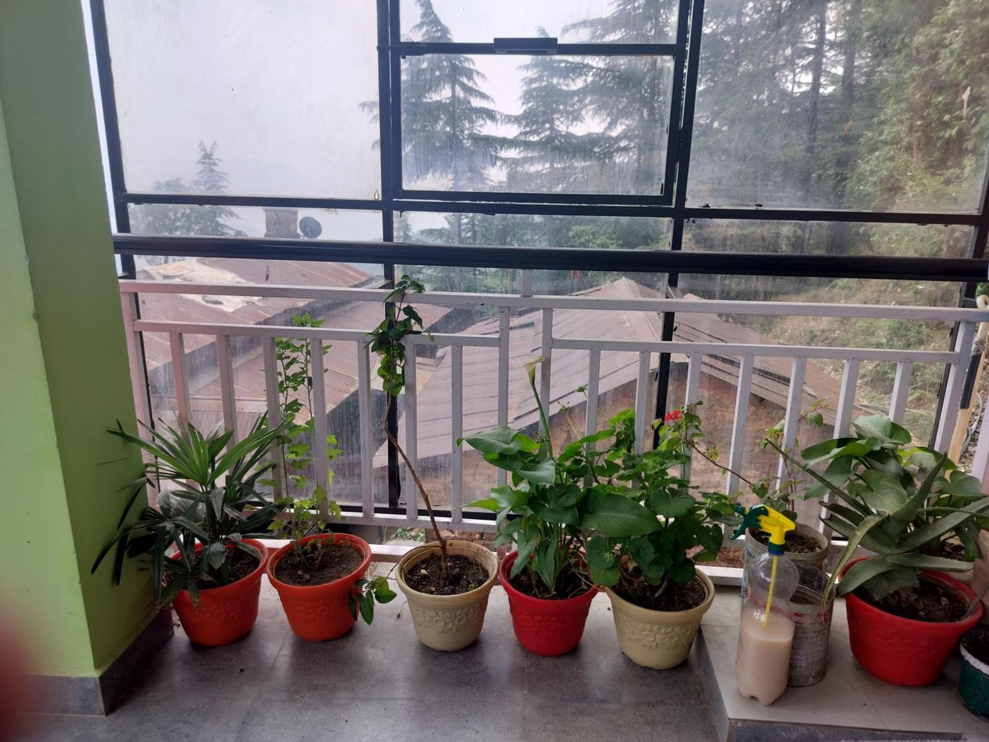 Tree Valley Homestay Chail Dış mekan fotoğraf