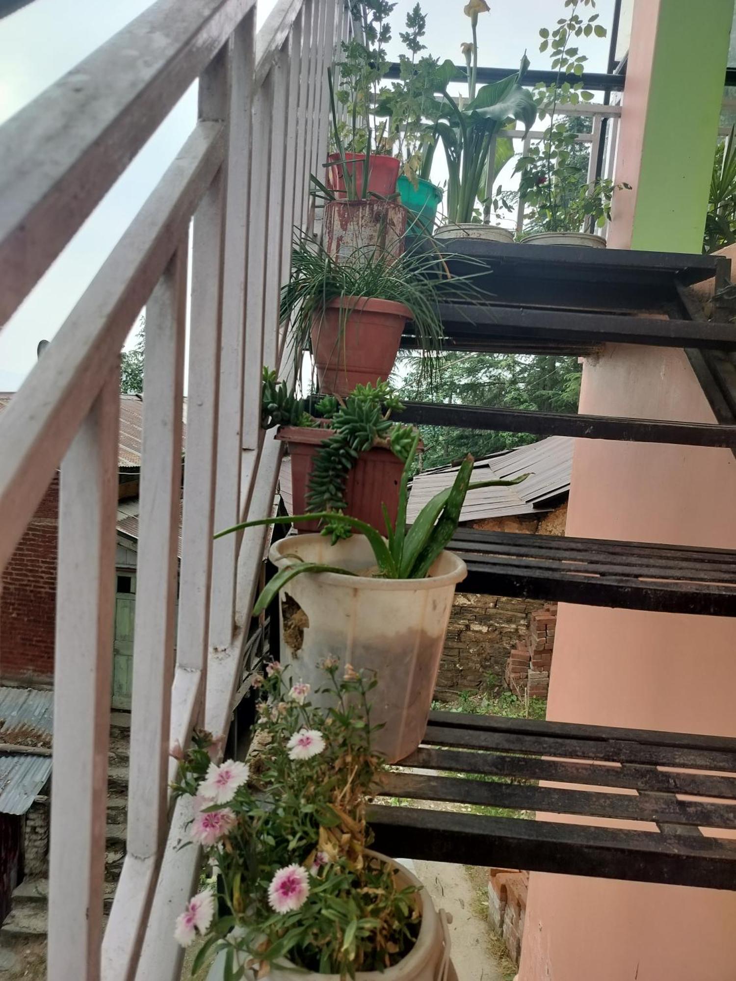 Tree Valley Homestay Chail Dış mekan fotoğraf