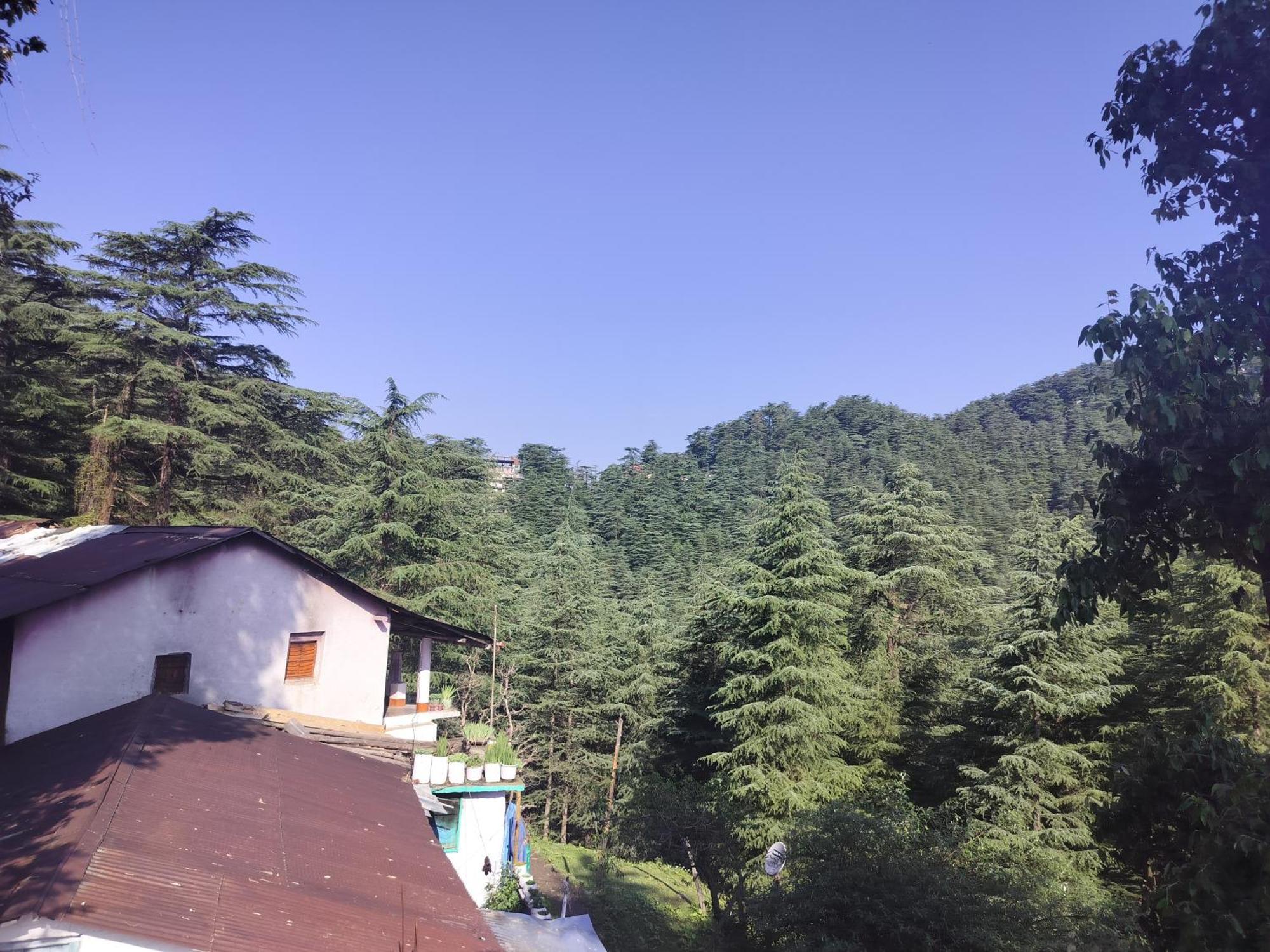 Tree Valley Homestay Chail Dış mekan fotoğraf