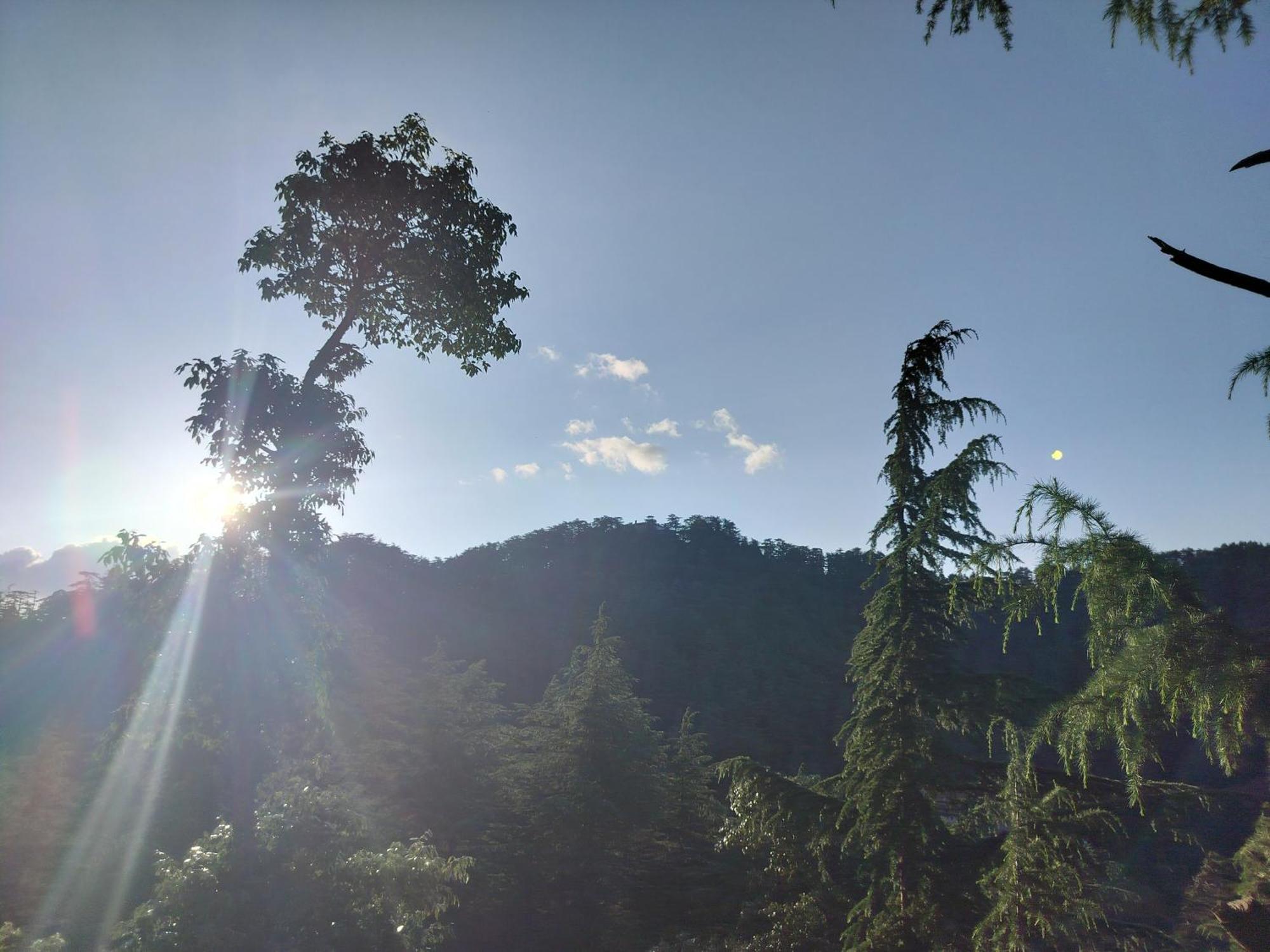 Tree Valley Homestay Chail Dış mekan fotoğraf