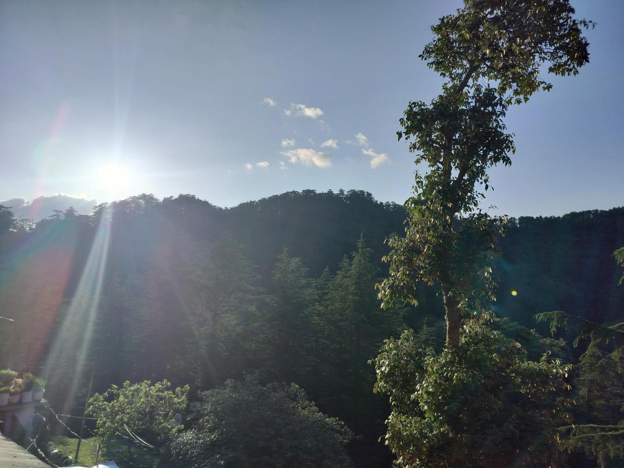 Tree Valley Homestay Chail Dış mekan fotoğraf