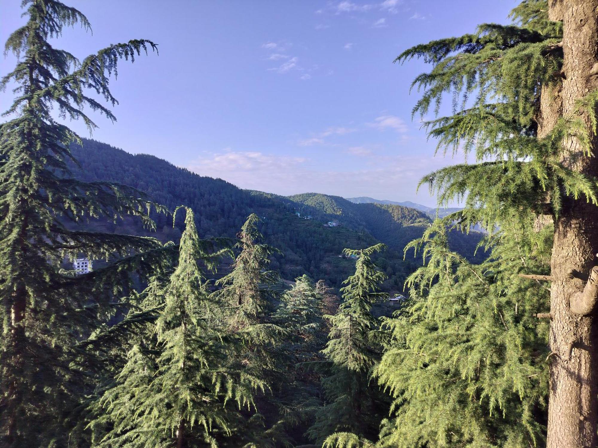 Tree Valley Homestay Chail Dış mekan fotoğraf
